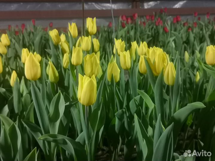 Букеты и цветы