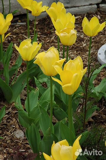 Тюльпаны