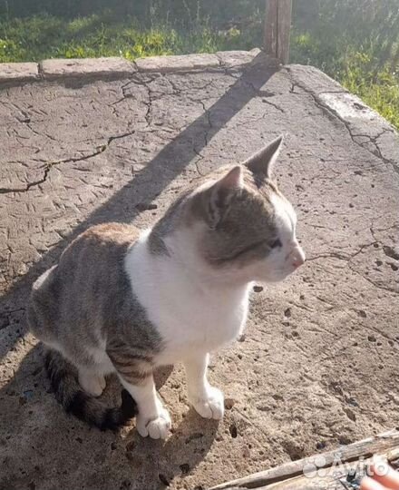 Бездомный кот в добрые руки