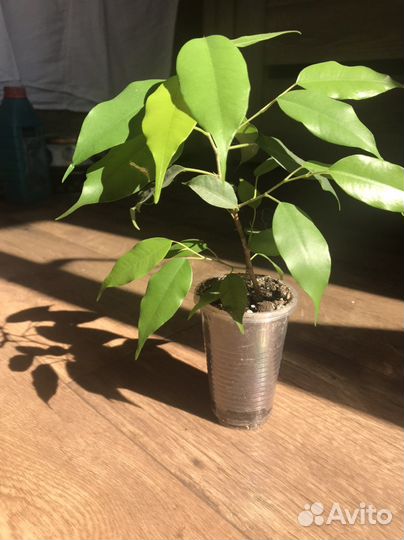 Фикус бенджамина