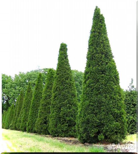 Туя Смарагд