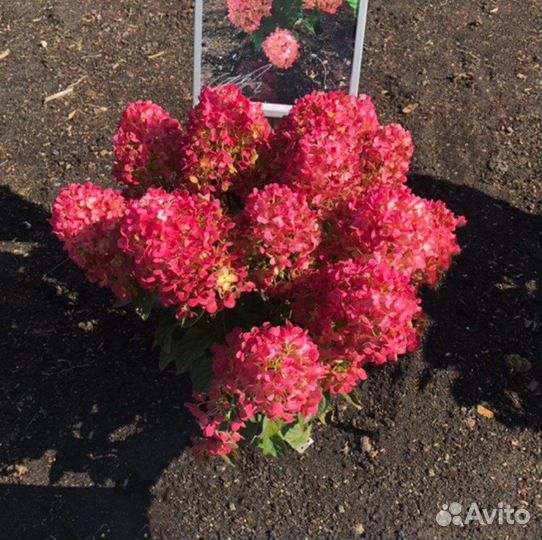 Гортензия Литл Рози Little Rosy