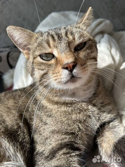 Котик бесплатно