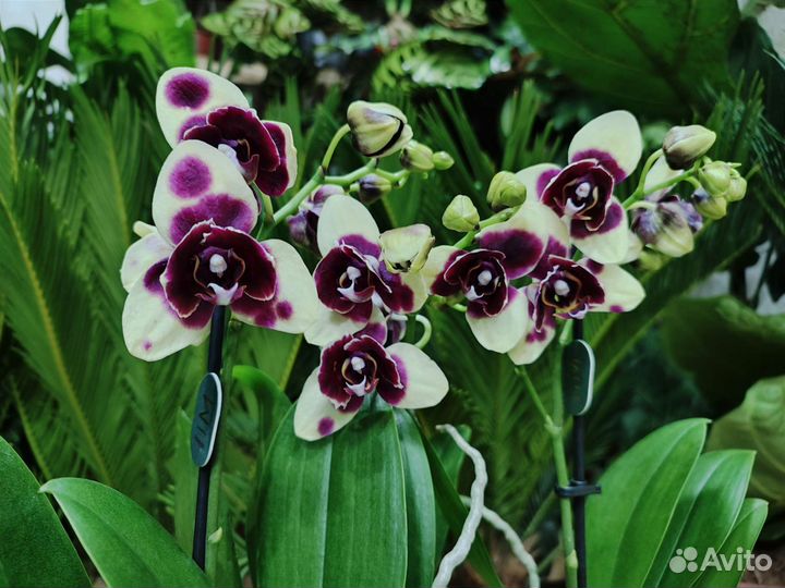 Орхидея с мутацией пелор