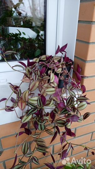 Комнатные растения цветы