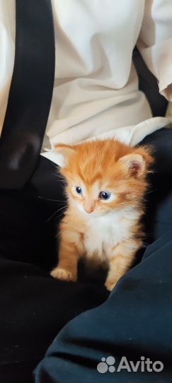 Котик бесплатно