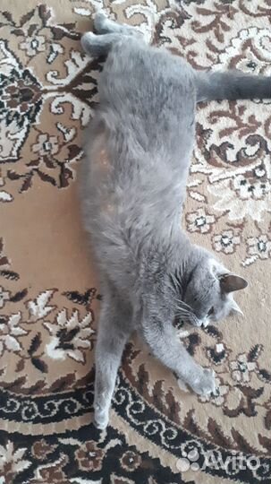Продам британского котенка