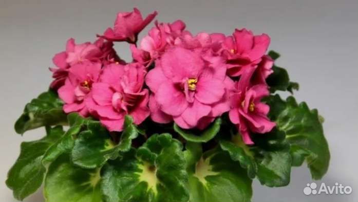 Фиалка в горшках