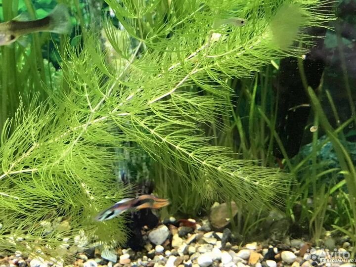 Аквариумные растения, Креветки, Рыбки