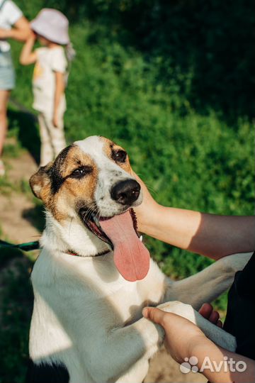 Щенок Флафи в добрые руки