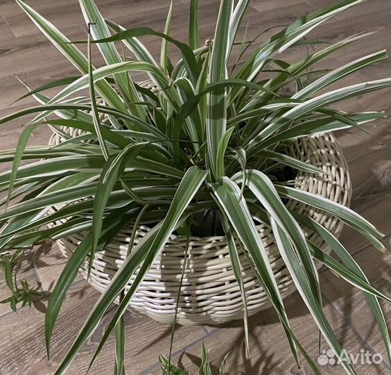 Кашпо- плюшка- миниклумба