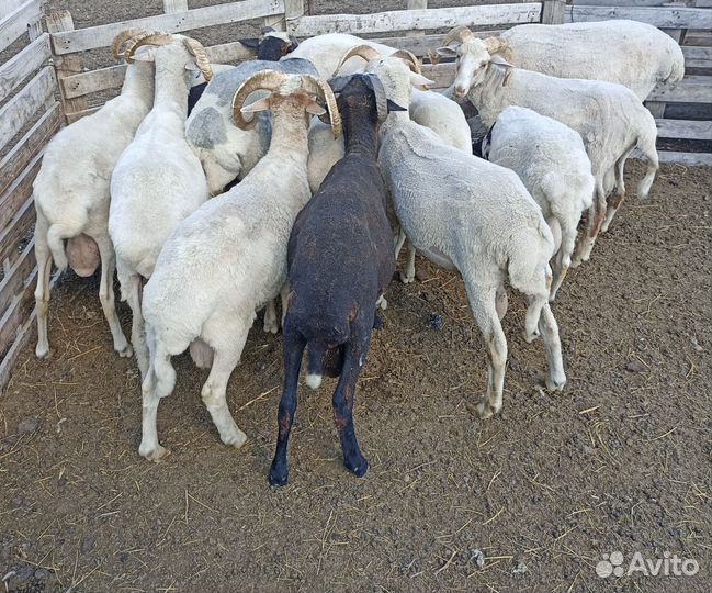 Бараны, овцы