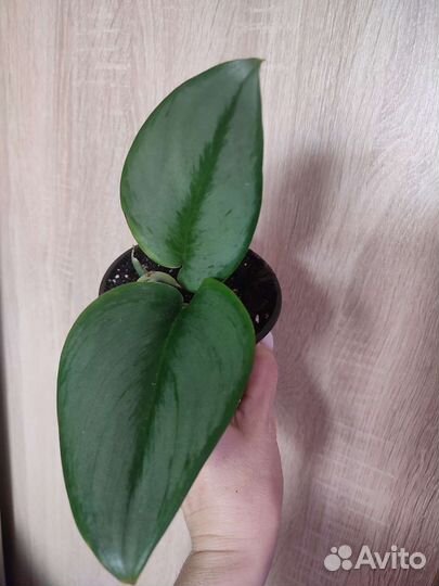 Сциндапсус мунлайт