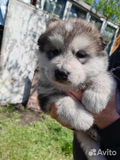 Щенки маламут