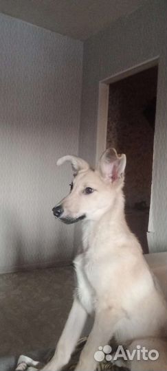 Пес в добрые руки