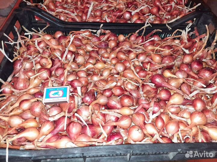 Лук семейный