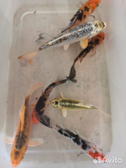 Аквариумные рыбки