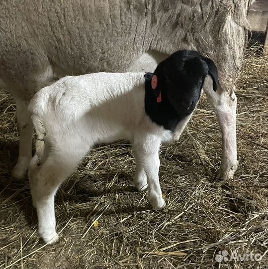 Баранчики и ярочки кроссы Дорпера (F1-F5)