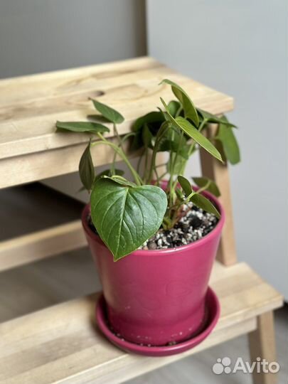 Антуриум комнатный цветок