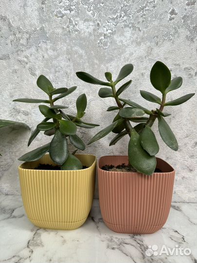 Красула толстянка