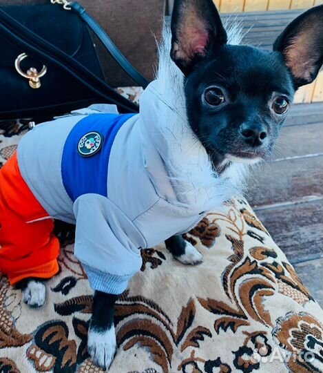 Вязка чихуахуа