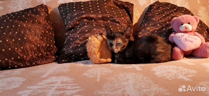 Отдаем котят в добрые ручки