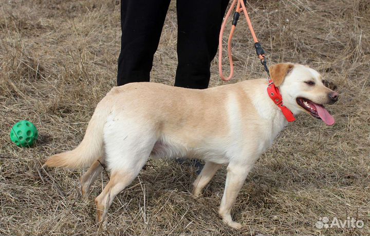 Уже не щенок но ещё маленький ищет дом