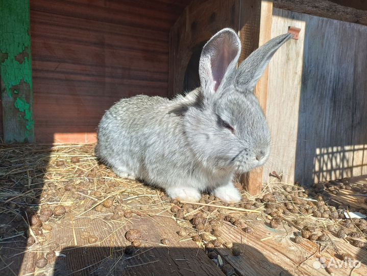 Кролики Фландер
