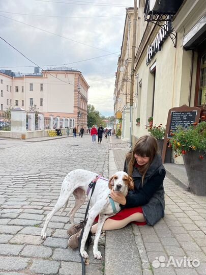 Няня для собаки