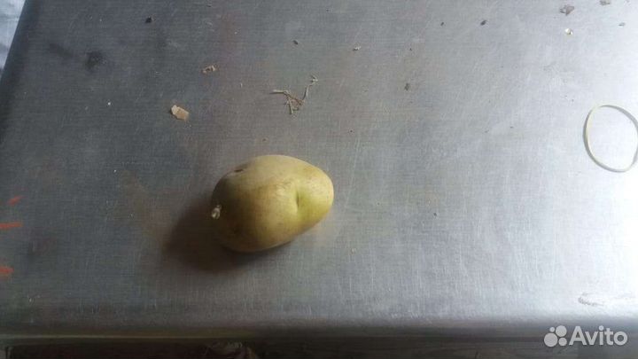 Картофель молодой на корм с/х животным (Китай)