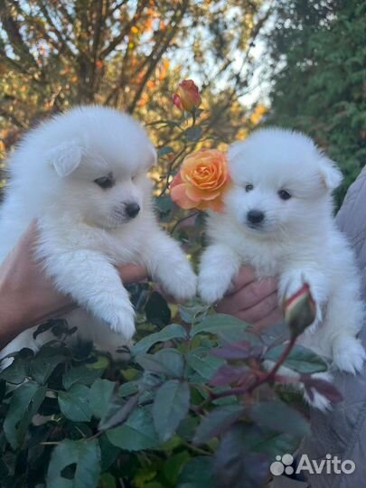 Щенки японского шпица в питомнике