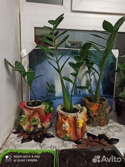 Долларовое дерево