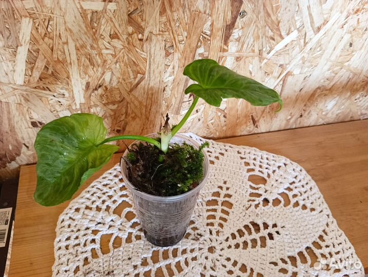 Филодендрон Маджестик