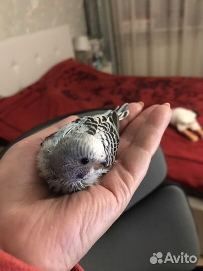 Птенцы волнистых попугаев