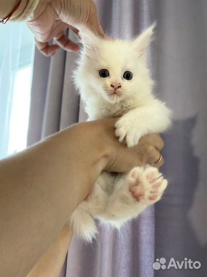 Котята мейн-кун