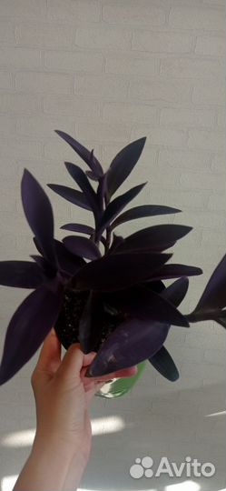 Традесканция фиолетовая в горшке 2 л