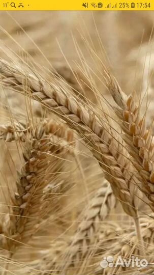 Пшеница ячмень