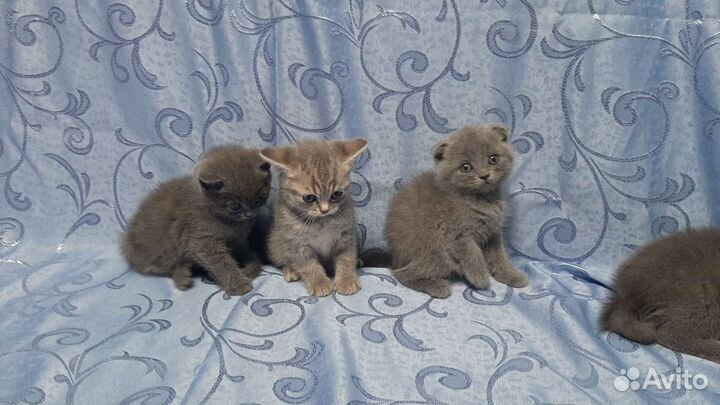 Шотландские котята