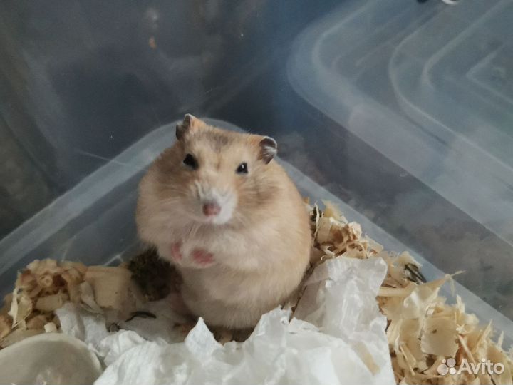 Малыши джунгарики / джунгарские хомячки бесплатно