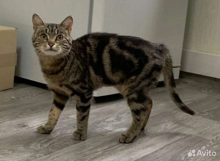 Эльза ищет дом