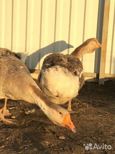 Продам Животных домашних