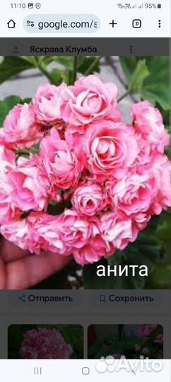 Пеларгония герани сортовые