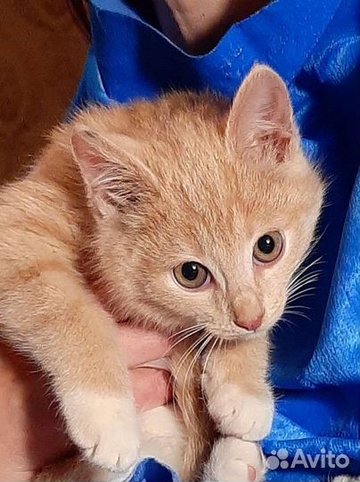 Котенок из ледяных развалин