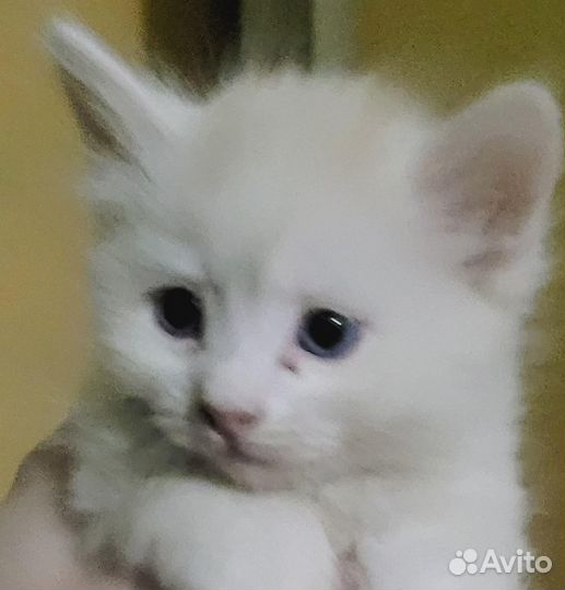 Полупоподистые британцы