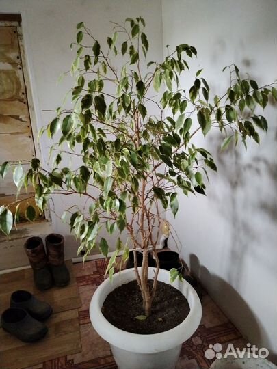 Фикус бенджамина большой