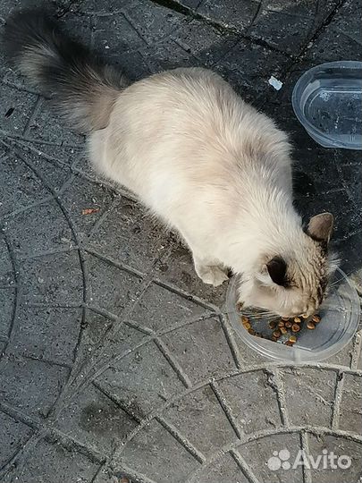 Кошечка в добрые руки