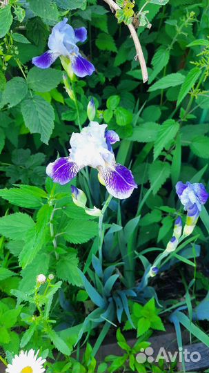 Ирис голубой