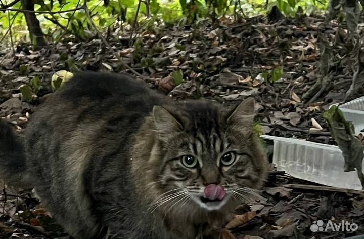 Шикарный кот Маркиз в добрые руки