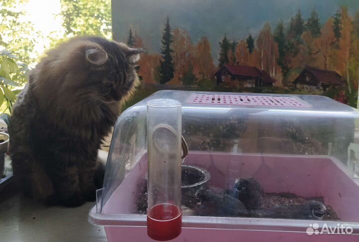 Инкубационные яйцо