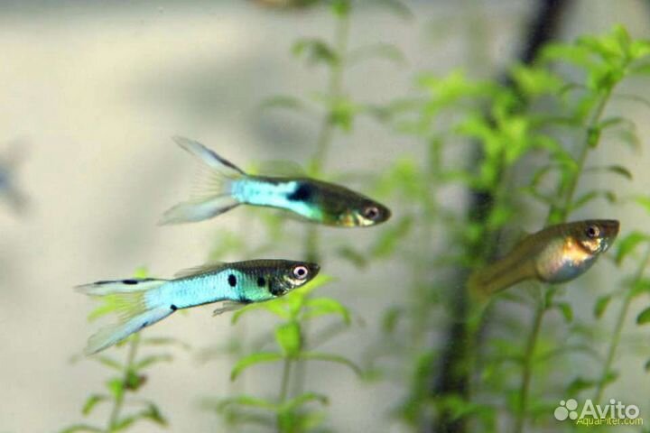 Гуппи Японцы (Эндлер голубой)